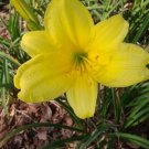 5 US seeds Day Lily