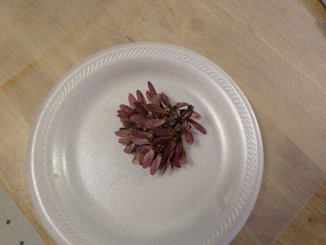 Red Maple acer rubrum 10 US seeds