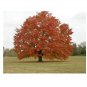 Red Maple acer rubrum 10 US seeds
