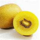 DELICIOUS Kiwi Golden 20 US seeds
