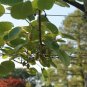 DELICIOUS Kiwi Golden 20 US seeds