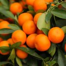 ORNAMENTAL Kumquat Round 5 US seeds