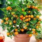 ORNAMENTAL Kumquat Round 5 US seeds