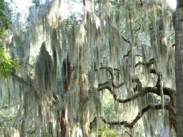 30 US seeds Spanish Moss