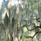 30 US seeds Spanish Moss