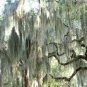 30 US seeds Spanish Moss