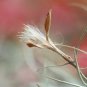 30 US seeds Spanish Moss