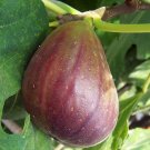 20 US seeds Brown Turkey Fig
