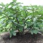 20 US seeds Brown Turkey Fig