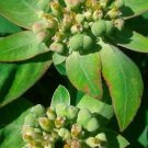 10 US seeds Wild Florida Poinsettia