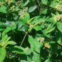 10 US seeds Wild Florida Poinsettia