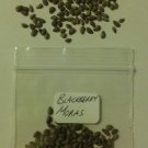100 US seeds Blackberry Moras