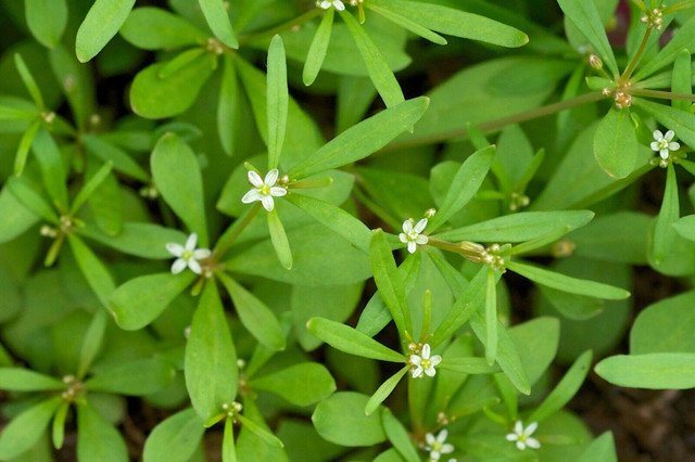20 US seeds Carpetweed