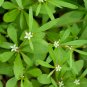 20 US seeds Carpetweed