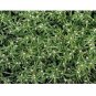 20 US seeds Carpetweed