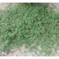 20 US seeds Carpetweed