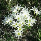 10 US seeds Rain Lily White