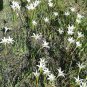 10 US seeds Rain Lily White