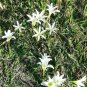 10 US seeds Rain Lily White