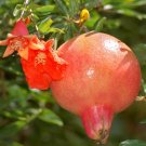 punica granatum Pomegranate ariana variety 20 US seeds