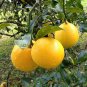 5 US seeds Meyer Lemon