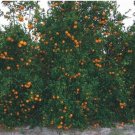 5 US seeds Tangerine