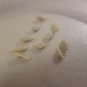 5 US seeds Tangerine