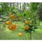 5 US seeds Tangerine