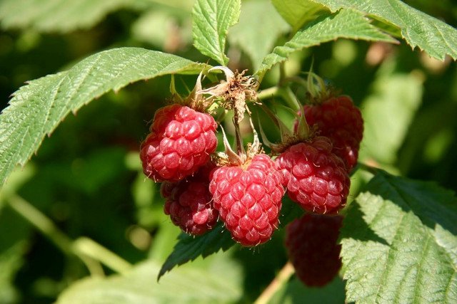 100 US seeds Raspberry