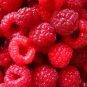 100 US seeds Raspberry