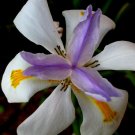 50 US seeds Fortnight Lily African Iris