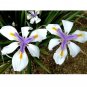 50 US seeds Fortnight Lily African Iris