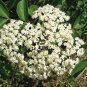 100 US seeds Elderberry sambucus nigra