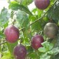 20 US seeds Passion Fruit