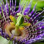 20 US seeds Passion Fruit