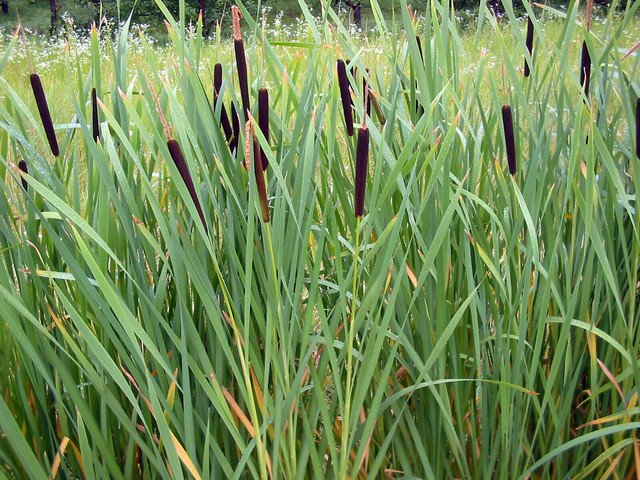 2000 US seeds Cattail broadleaf