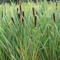 2000 US seeds Cattail broadleaf