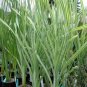 2000 US seeds Cattail broadleaf