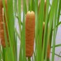 2000 US seeds Cattail broadleaf