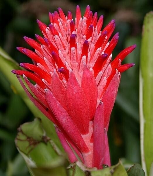 5 US seeds Red Bromeliad