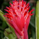 5 US seeds Red Bromeliad