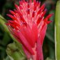 5 US seeds Red Bromeliad
