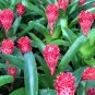 5 US seeds Red Bromeliad