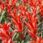 5 US seeds Red Bromeliad
