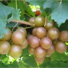 Muscadine Bronze fresh 6 US seeds