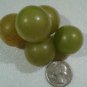 Muscadine Bronze fresh 6 US seeds
