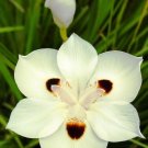 African Iris Fortnight Lily Dietes Bi Color 10 US seeds