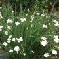 African Iris Fortnight Lily Dietes Bi Color 10 US seeds