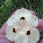African Iris Fortnight Lily Dietes Bi Color 10 US seeds