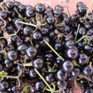 100 US seeds Garden Huckleberry